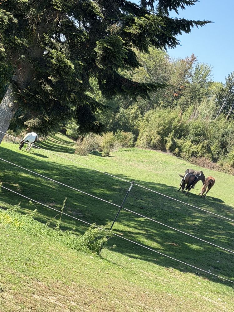 Pferde im Schatten der Bäume