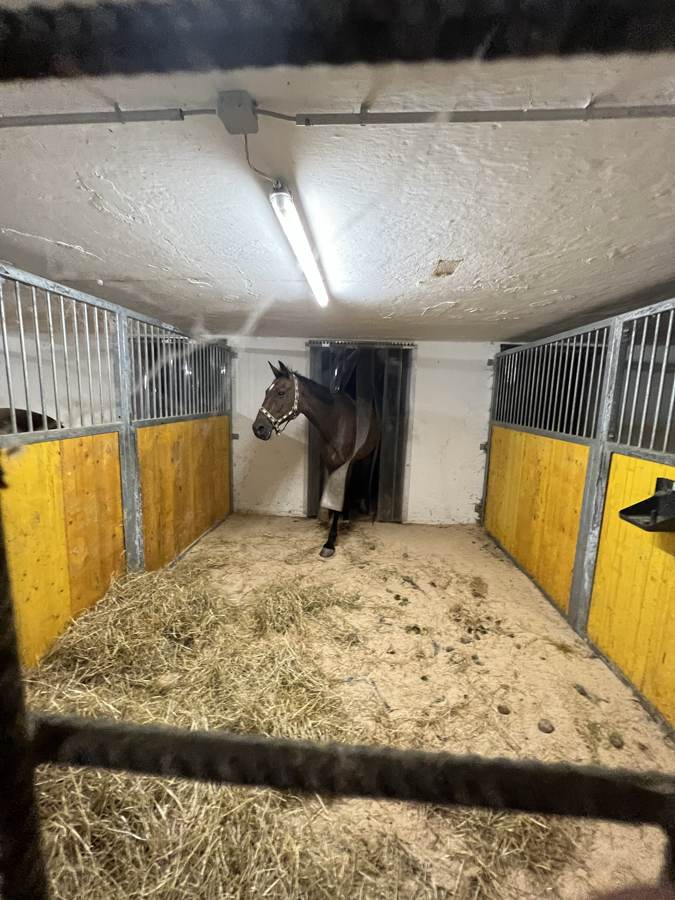 Pferd in der Box mit gelben Holzwänden