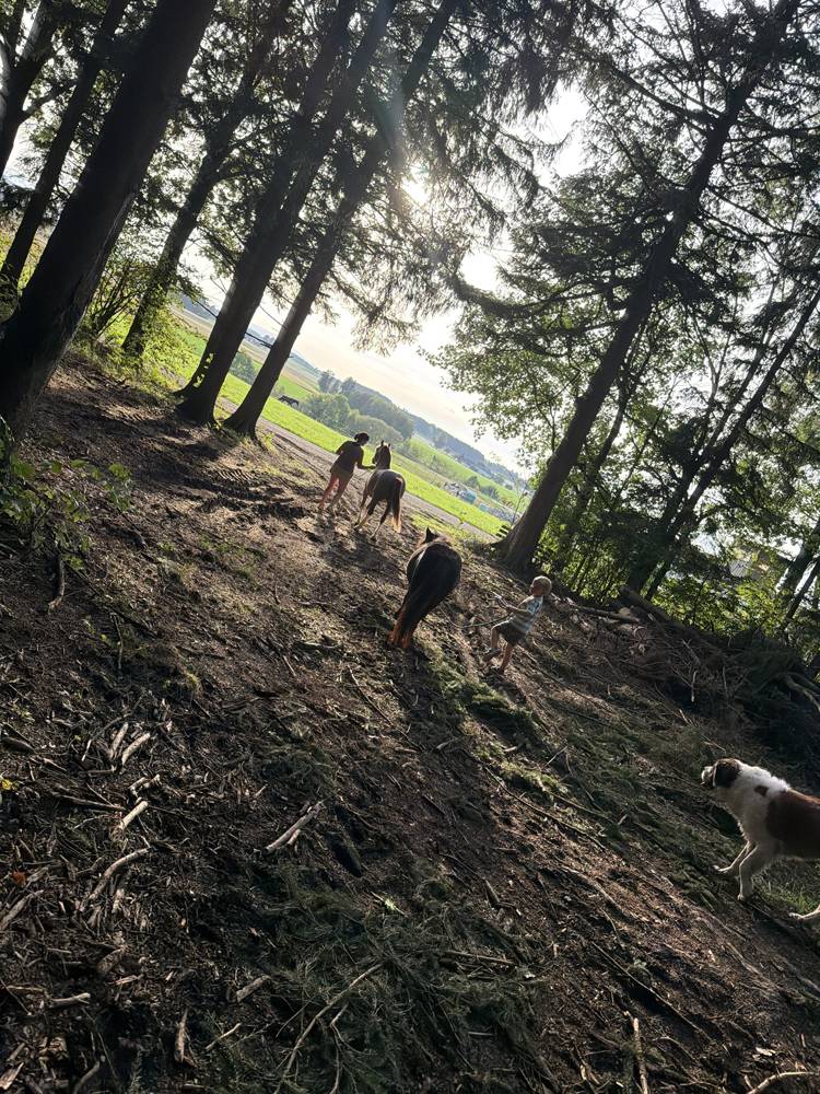 Pferde und Menschen mit Hund am Waldrand im Gegenlicht