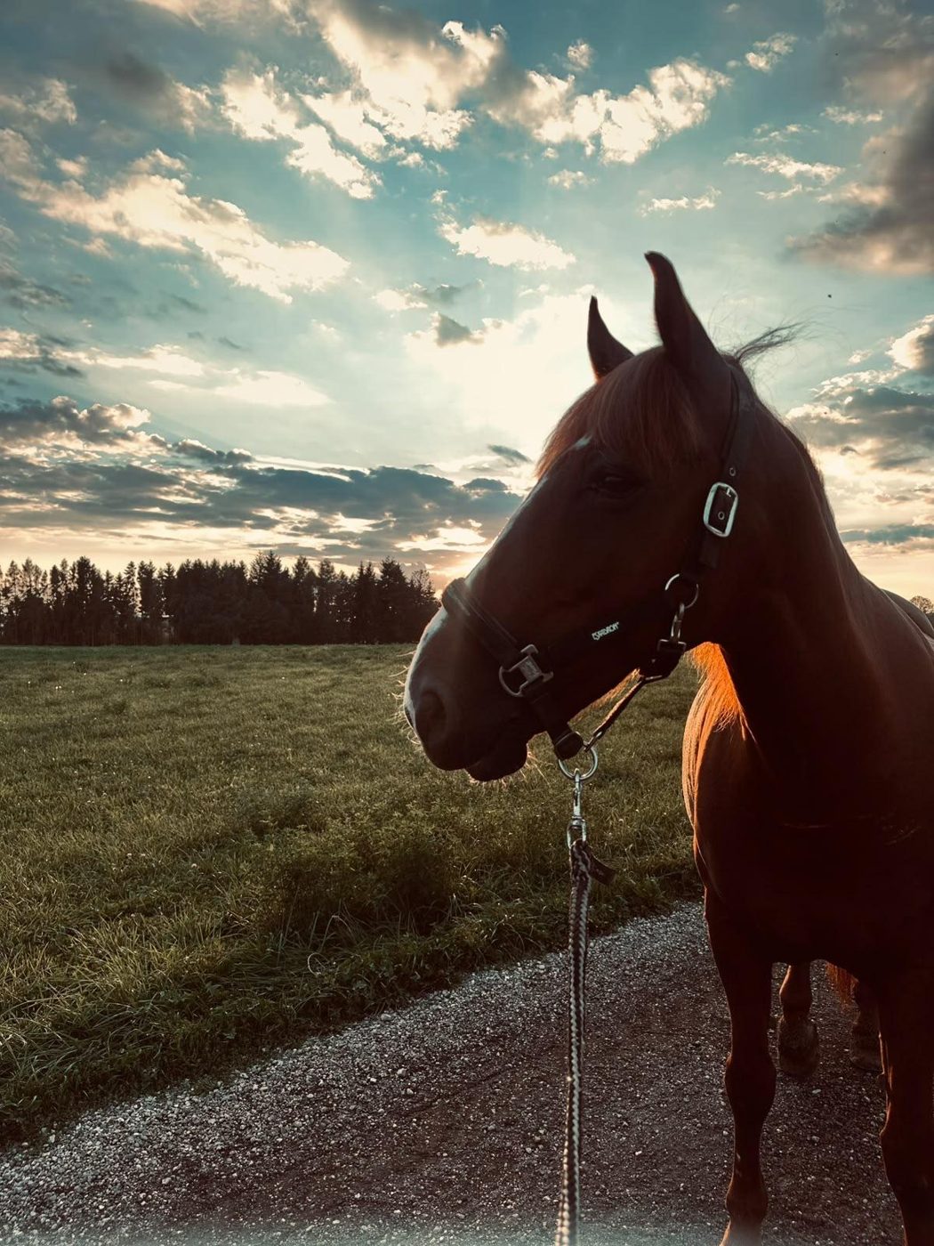Pferd mit Halfter im Gegenlicht vor Abendhimmel und Wiese