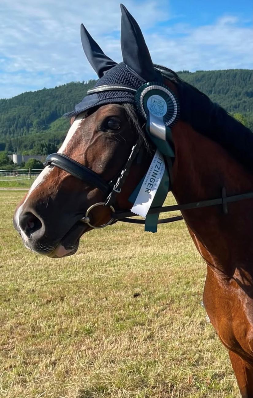 Pferd mit Schleife beim Springturnier in Haining