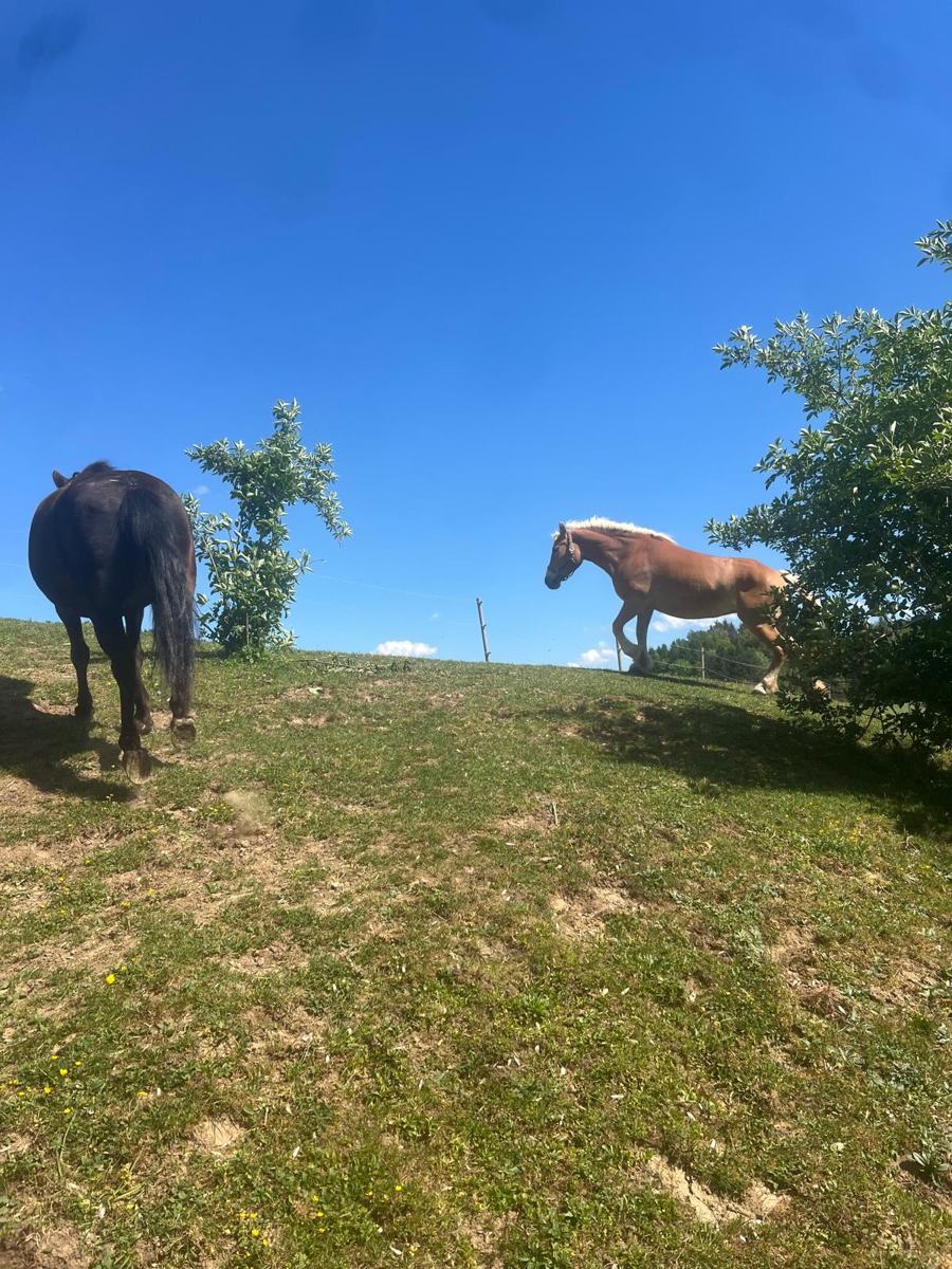 Zwei Pferde am Hang