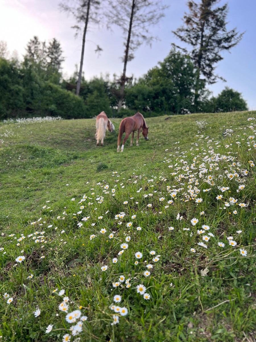 Zwei Pferde zwischen Margeriten