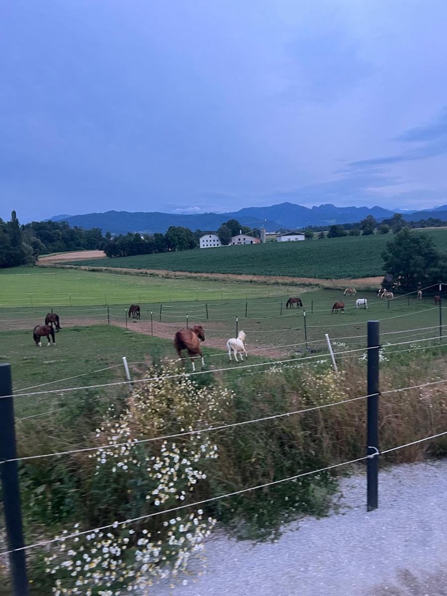 Abendstimmung auf der Weide