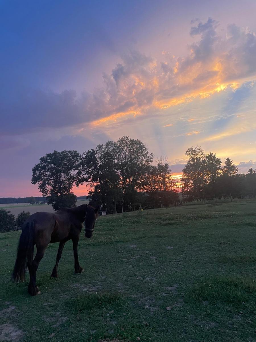 Sonnenuntergang über der Weide