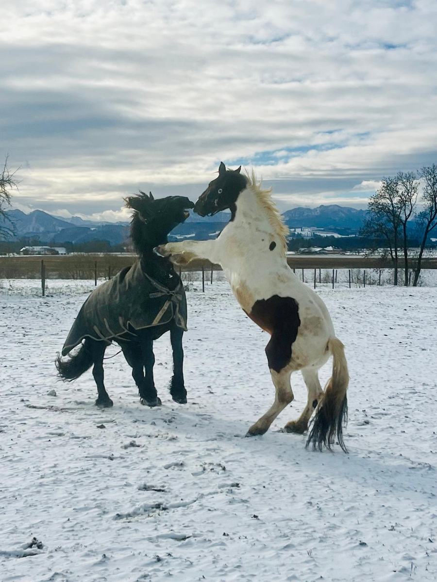 Spiel im Schnee